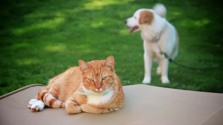 Urgent Care Animal Hospital